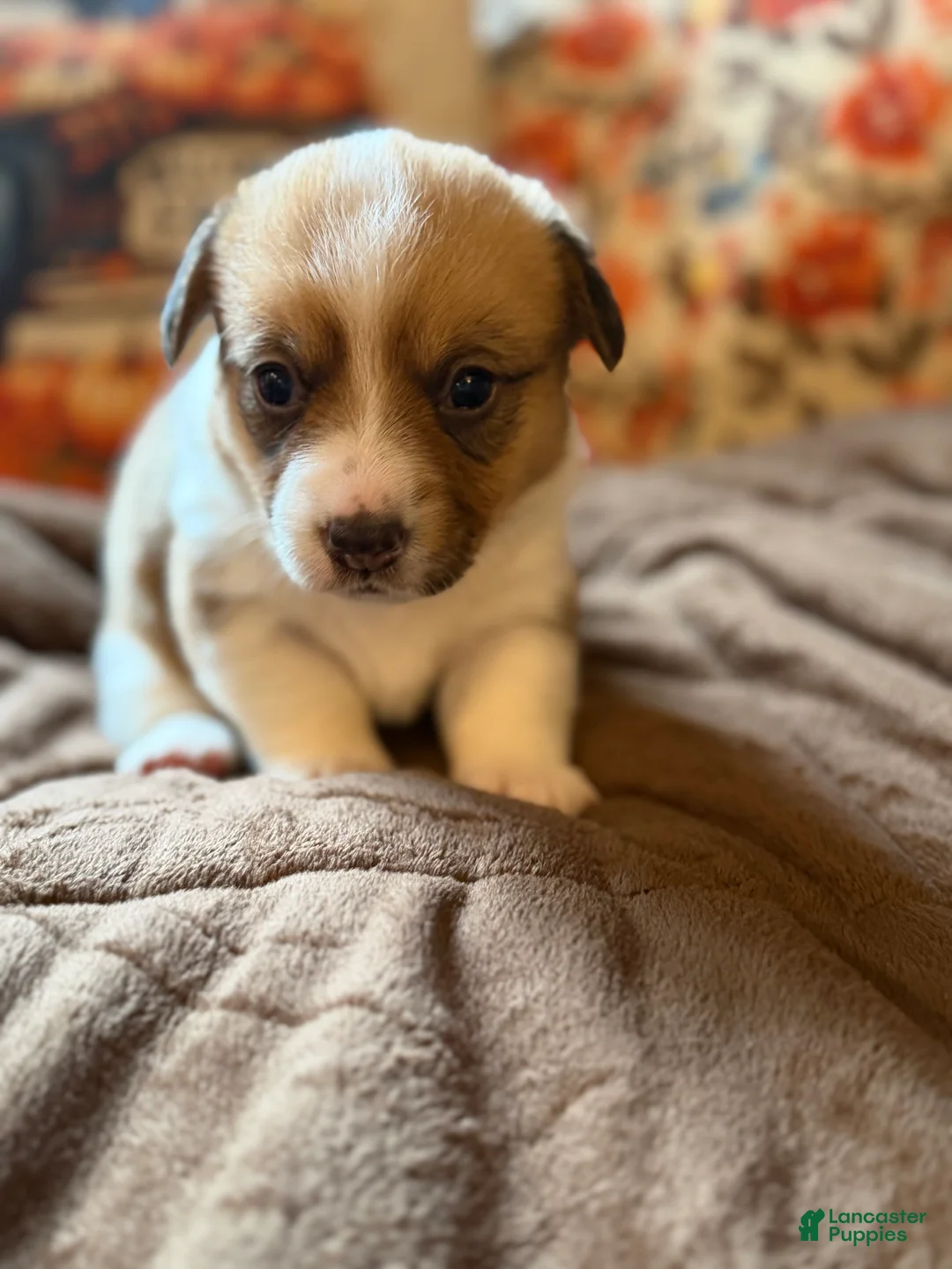 Mixed Breed dogs for sale: Flo - Ad 2
