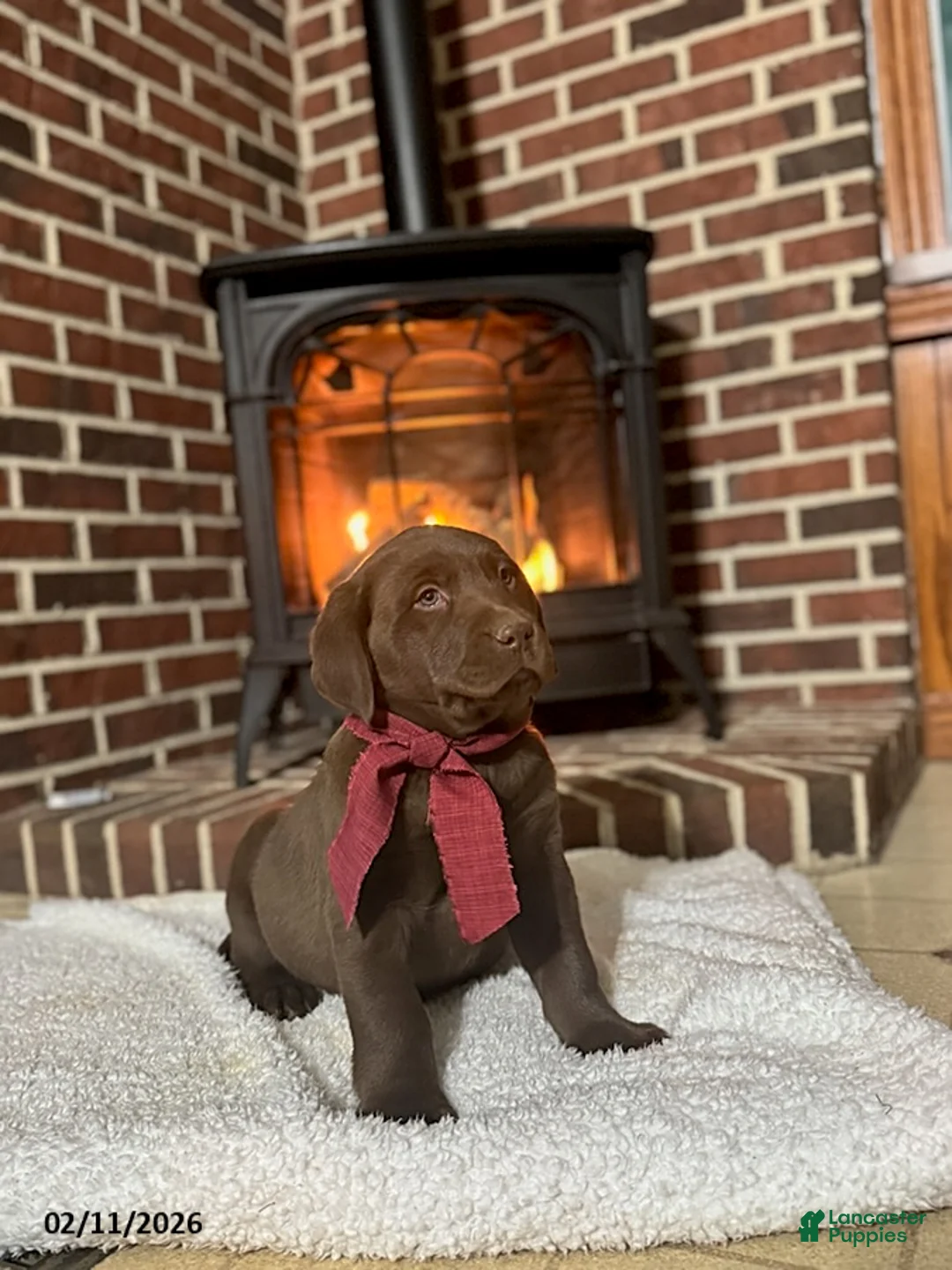 Labrador Retriever dogs for sale: Baxter - Ad 4