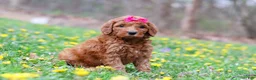 Goldendoodle dogs for sale: Lainey F1b - Ad 4