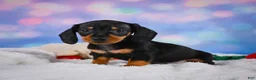Miniature Dachshund dogs for sale: Ace - Ad 9