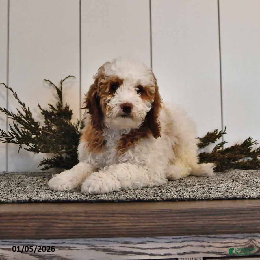 Mini Goldendoodle dogs Crystal - Ad 42