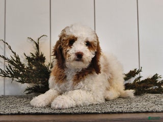 Mini Goldendoodle dogs Crystal - Ad 42