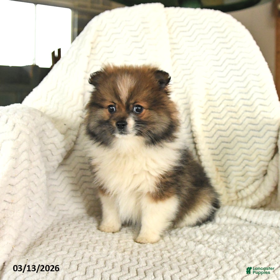 Pomeranian dogs Fudge - Ad 2
