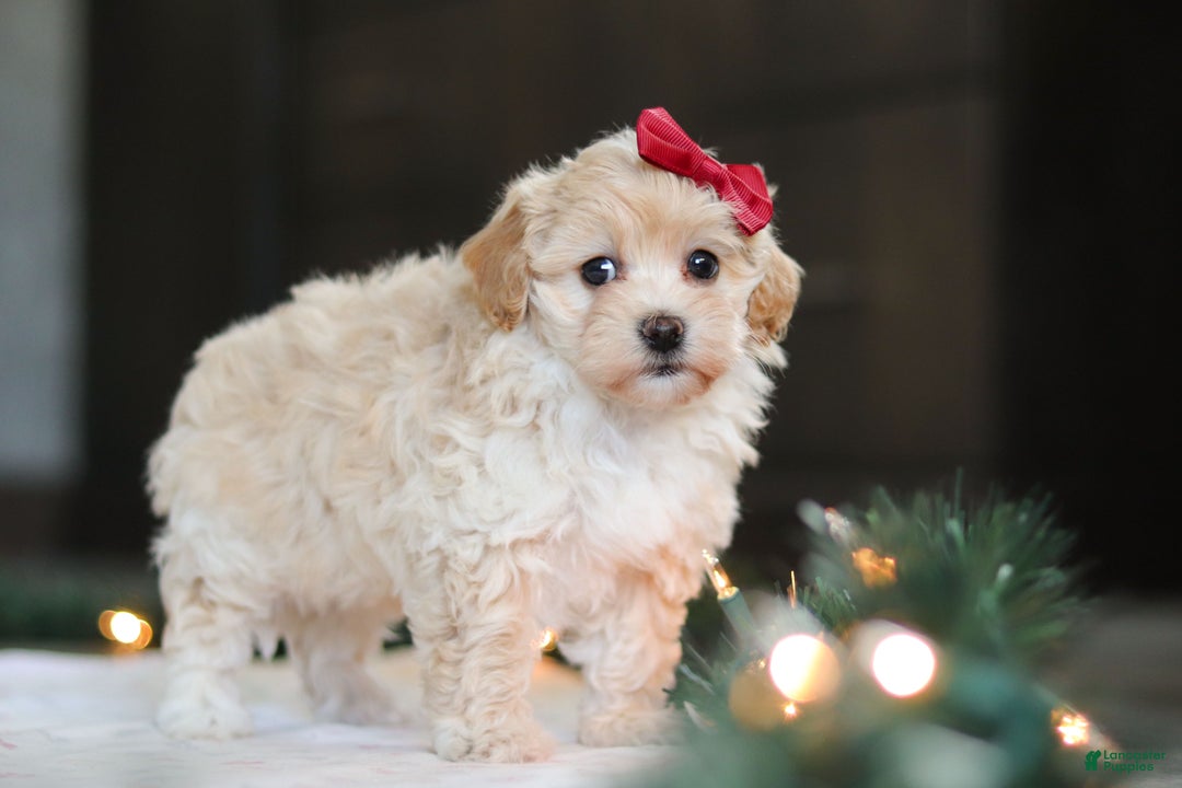 Havapoo dogs for sale: Sage - Ad 8