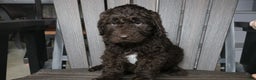 Newfypoo dogs for sale: Roxy - Ad 9