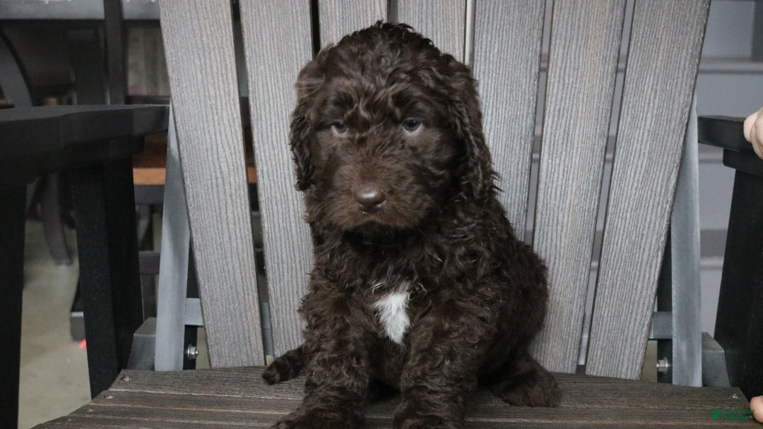 Newfypoo dogs for sale: Roxy - Ad 9