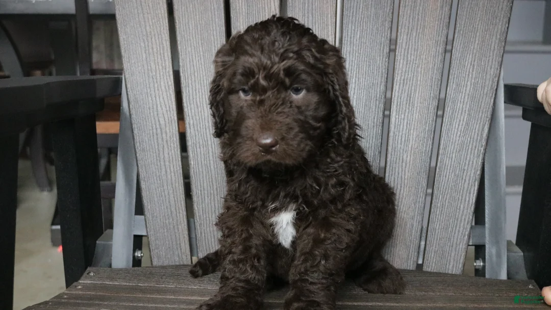 Newfypoo dogs for sale: Roxy - Ad 14