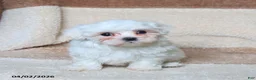 Maltese dogs for sale: Snowball - Ad 4