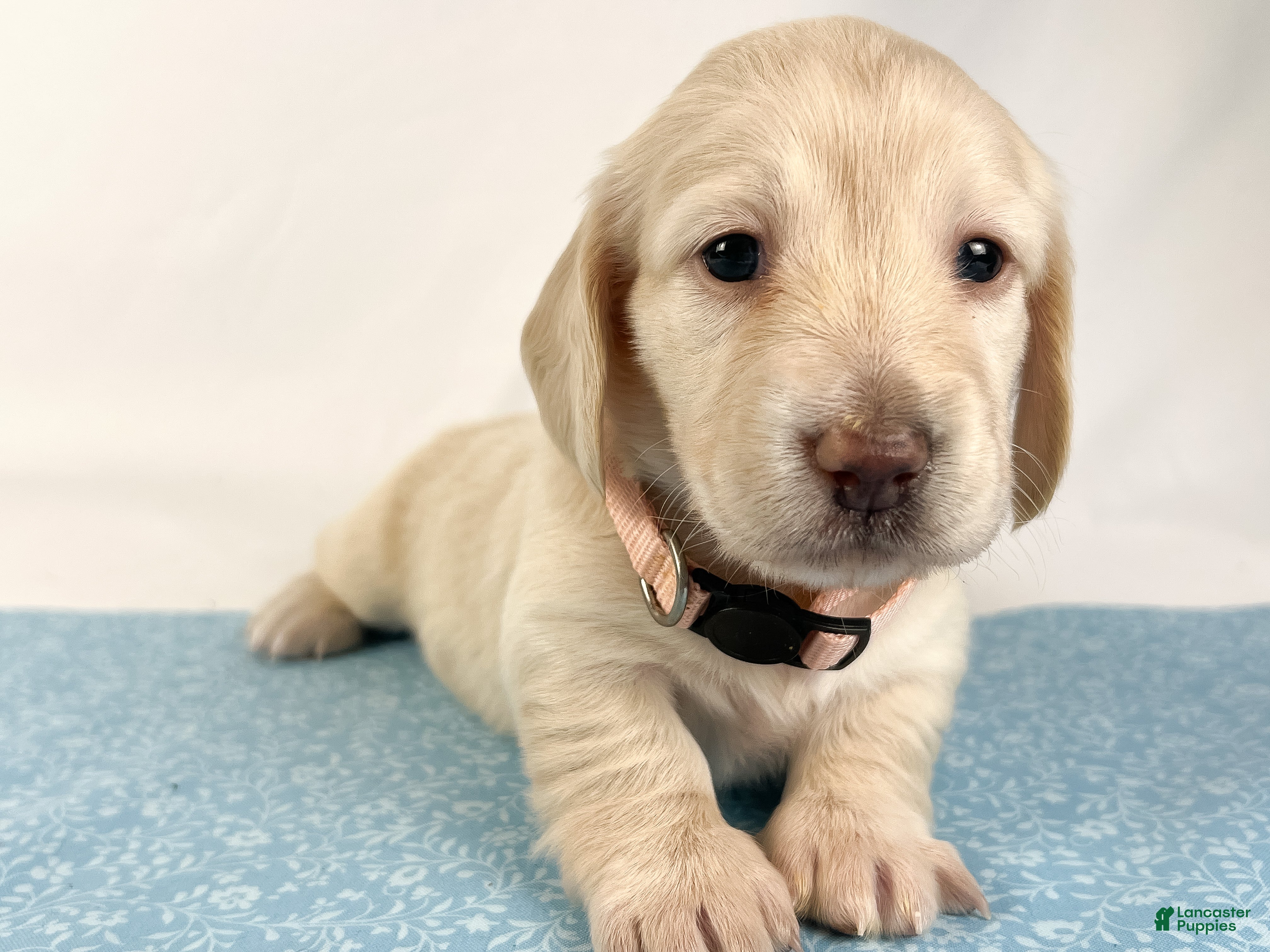 Miniature Dachshund dogs Swiss - Ad 19