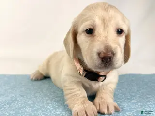 Miniature Dachshund dogs Swiss - Ad 19