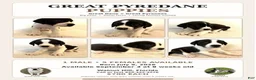 Mixed Breed dogs for sale: Phoebe - Ad 5