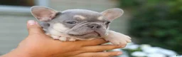 French Bulldog dogs for sale: Roxie🌸 - Ad 13