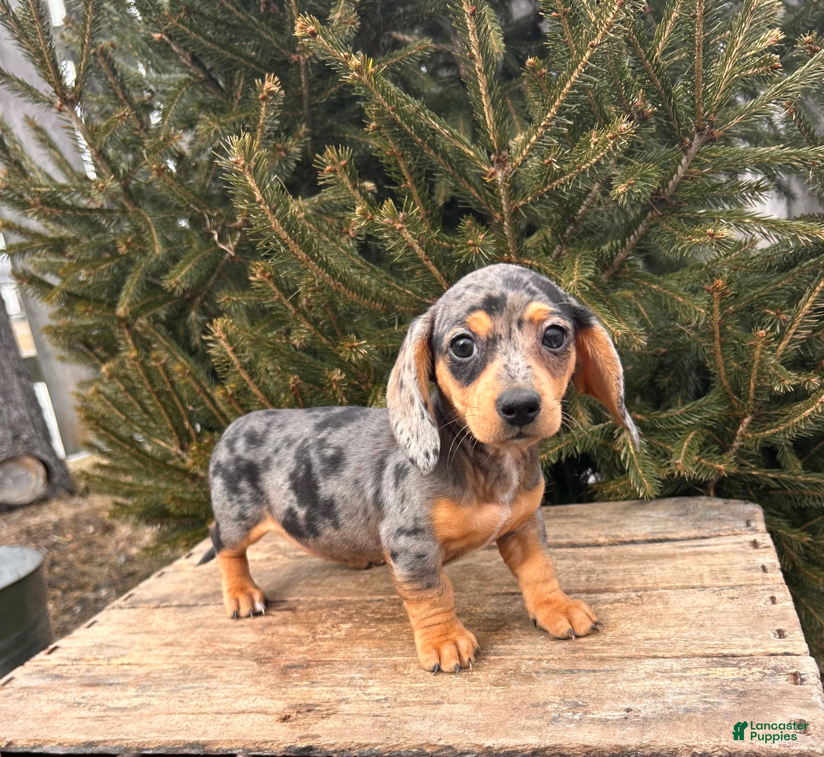 Miniature Dachshund dogs Casey - Ad 2