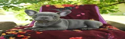 French Bulldog dogs for sale: Fifi - Ad 3