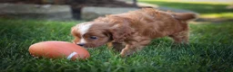 Cavapoo dogs for sale: Kyle🐾 - Ad 11