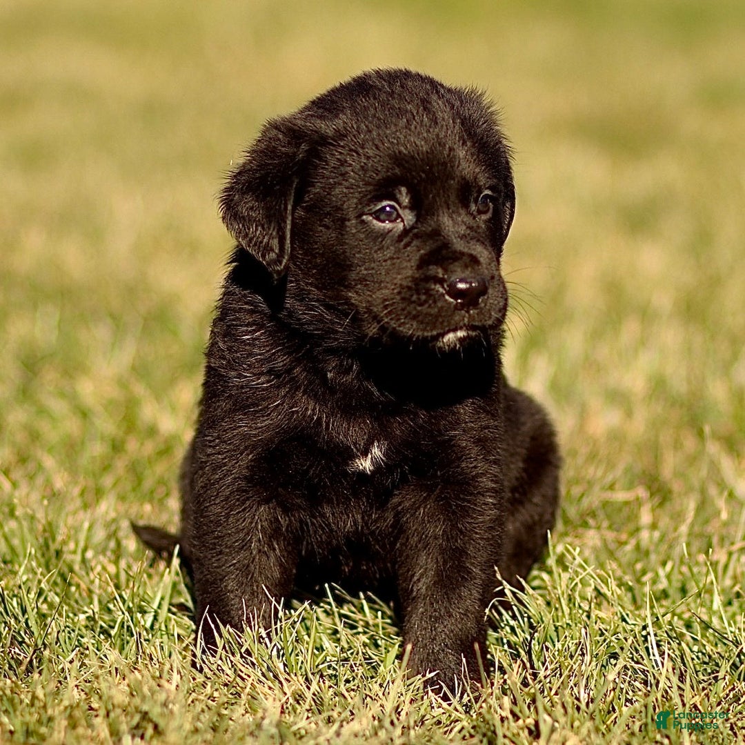 Mixed Breed dogs for sale: Loki - Ad 4