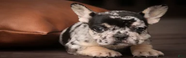 Bella French Bulldog 