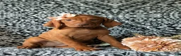 Vizsla dogs for sale: Kamille - Ad 1
