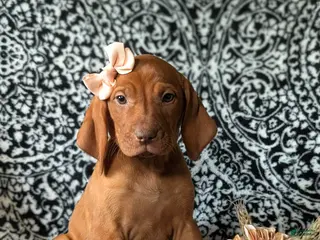 Vizsla dogs for sale: Kamille - Ad 4