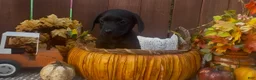 Mixed Breed dogs for sale: Mixed Breed 1 - Ad 6