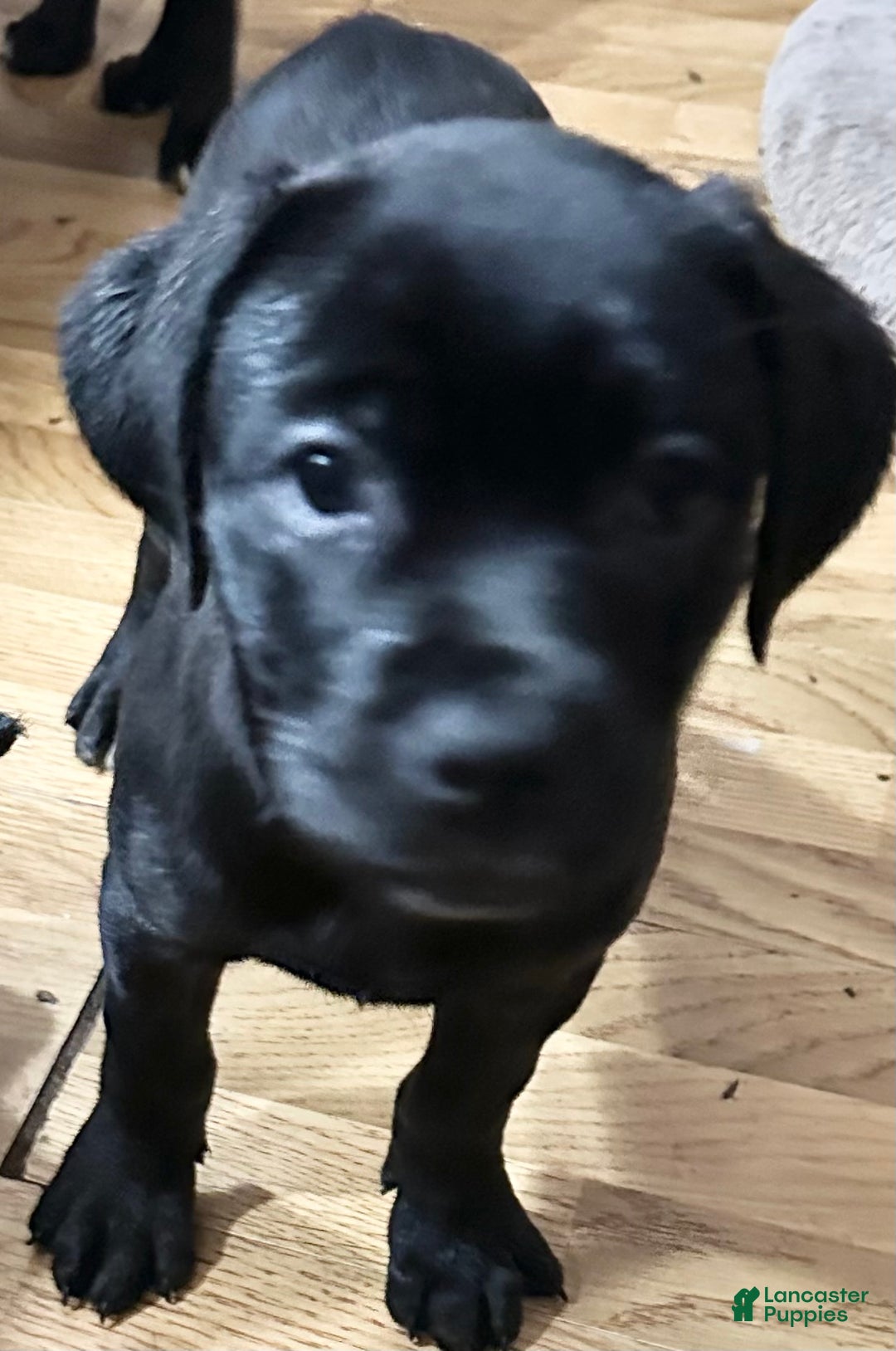 Mixed Breed dogs for sale: Cane Corso-Rottweiler - Ad 5