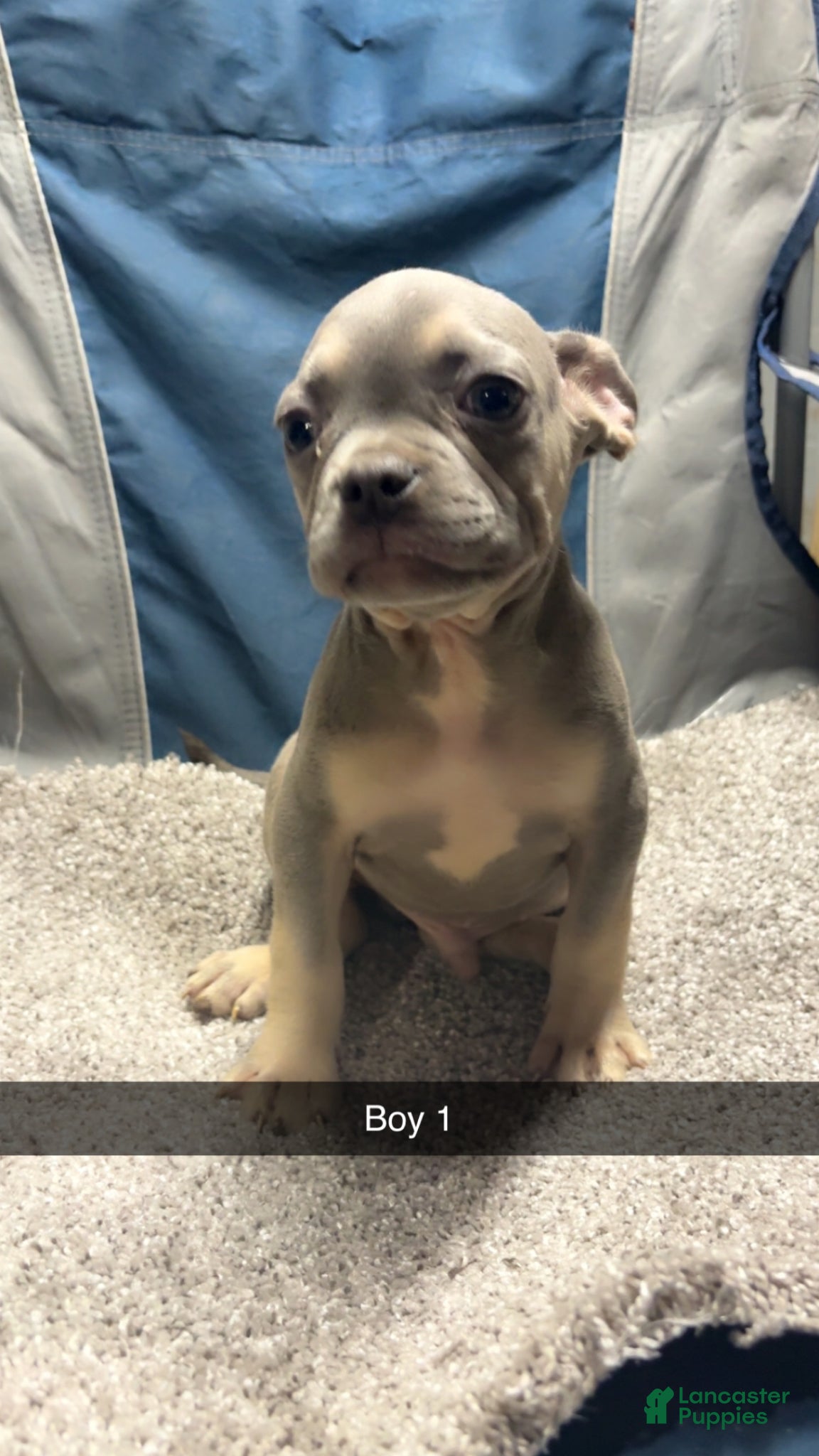 French Bulldog dogs for sale: French Bulldog Puppy 1 - Ad 3