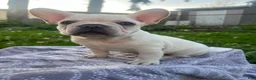 French Bulldog dogs for sale: French Bulldog Puppy 1 - Ad 3