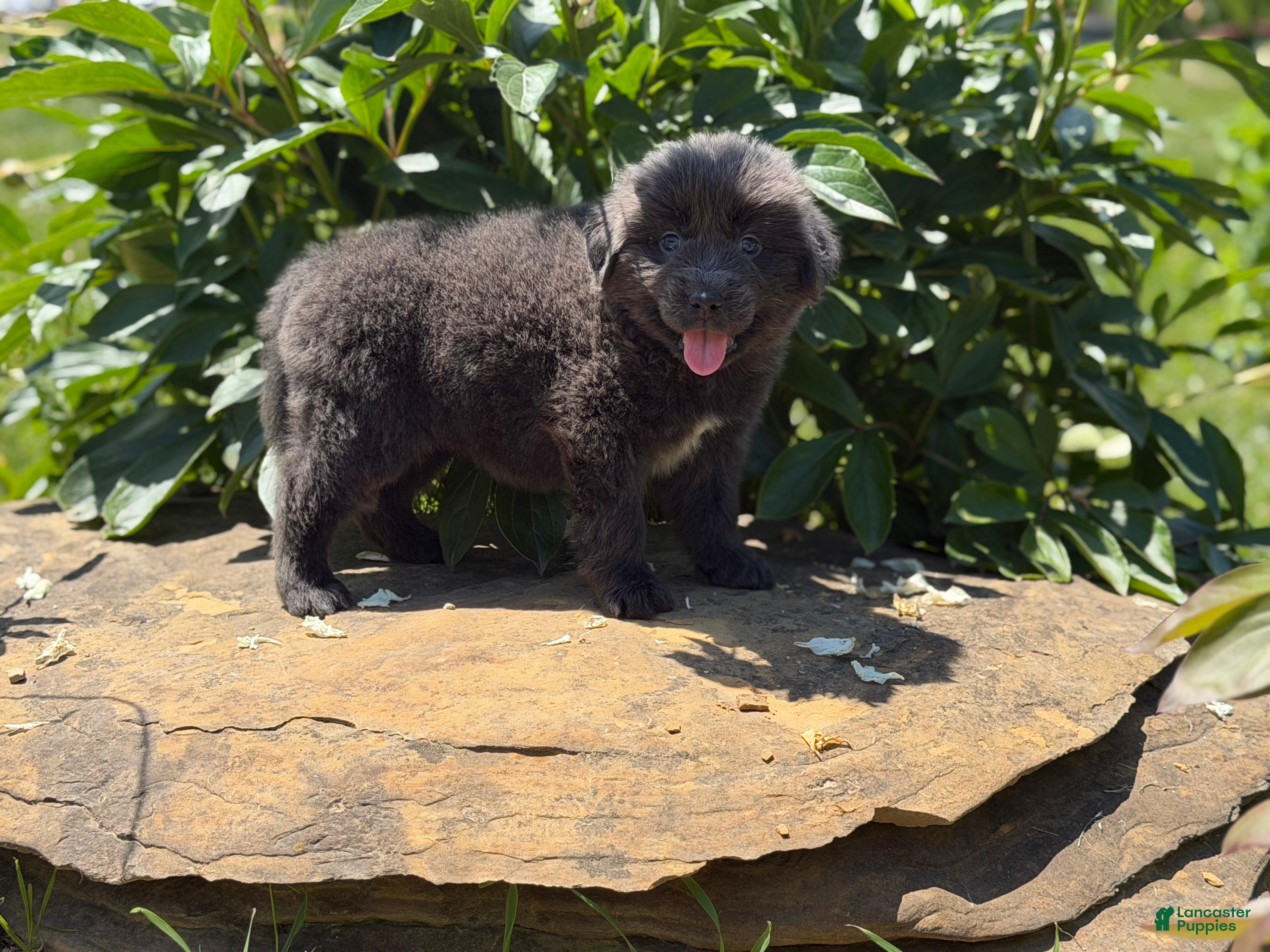 Newfoundland dogs Phoebe DNA clear OFA  - Ad 2