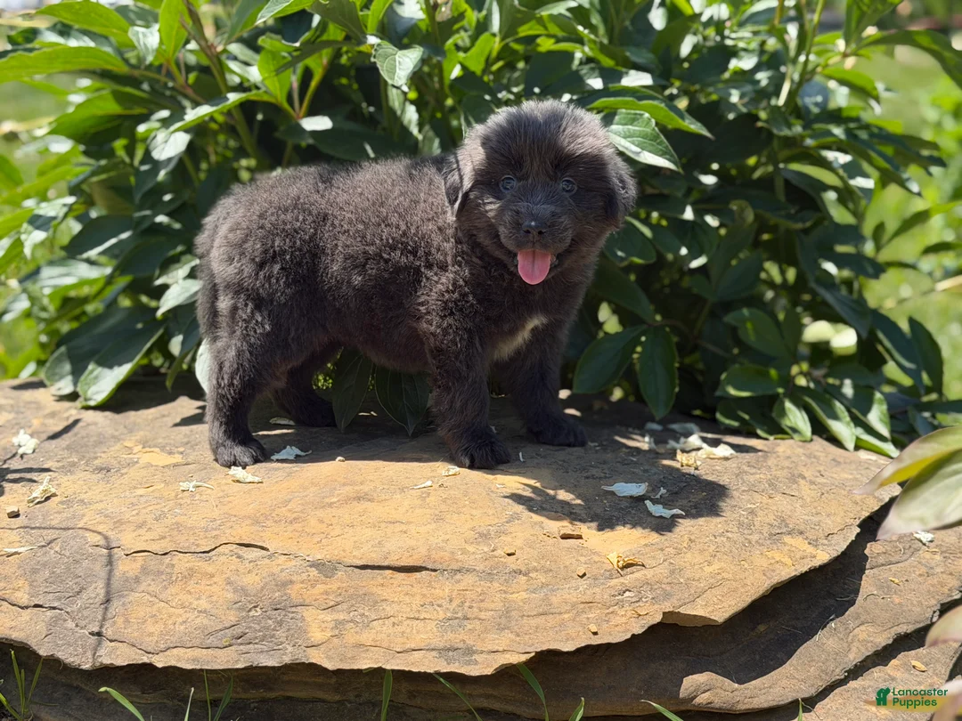 Newfoundland dogs for sale: Phoebe DNA clear OFA  - Ad 2