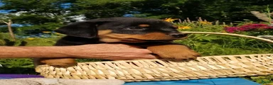 Rottweiler Puppy 7