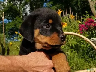 Rottweiler dogs Rottweiler Puppy 7 - Ad 10