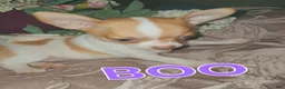 Chihuahua dogs for sale: Chihuahua 3 - Ad 12