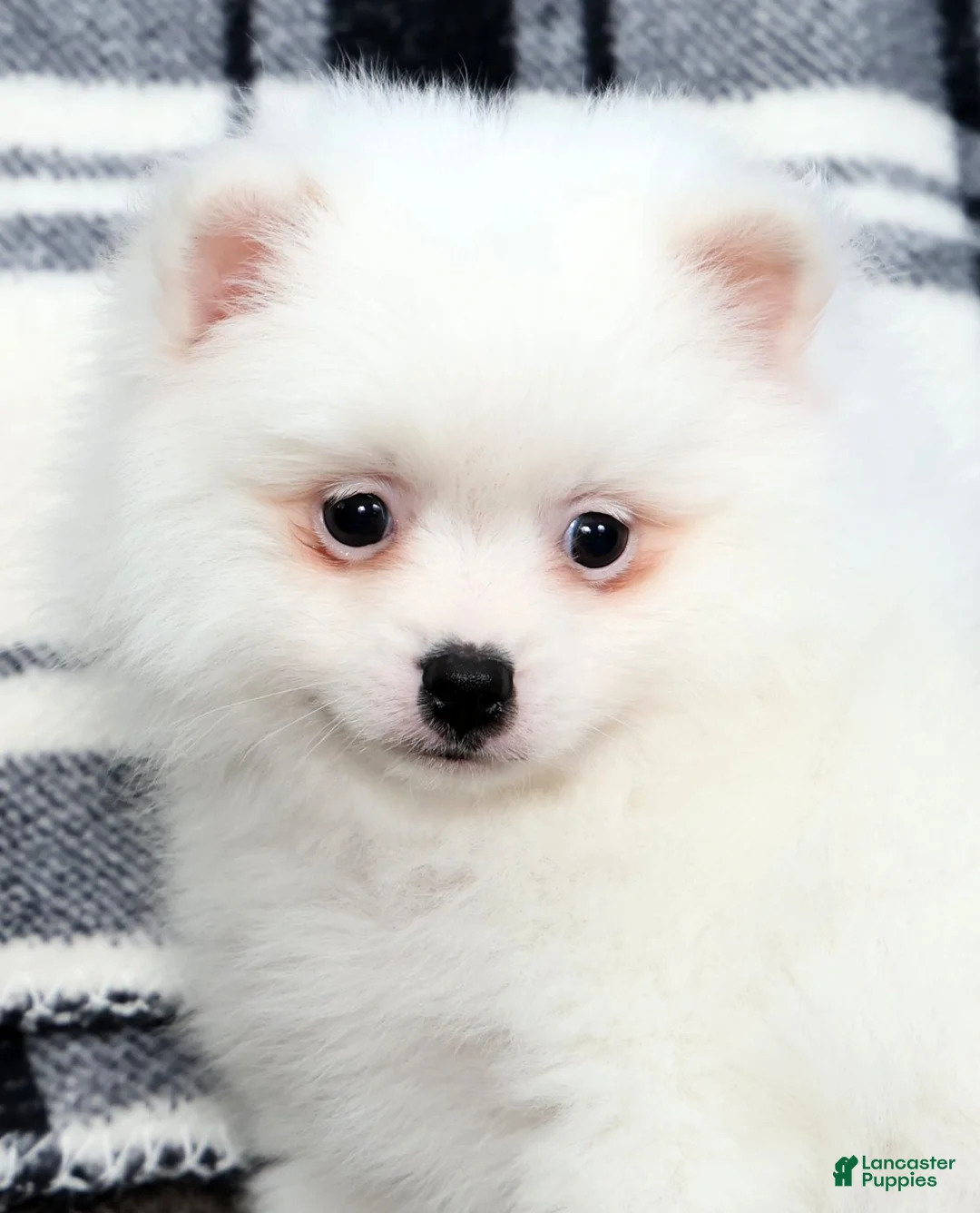 Pomeranian dogs for sale: Teddy - Ad 9