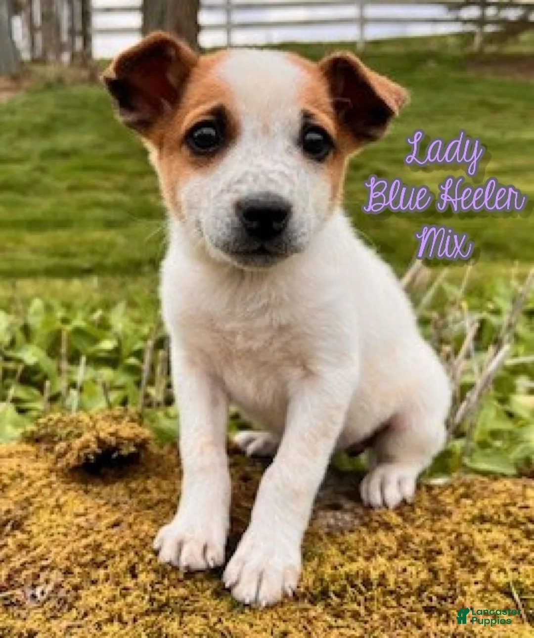 Mixed Breed dogs for sale: Lady - Ad 1