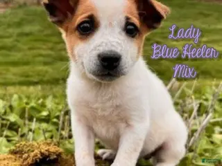 Mixed Breed dogs for sale: Lady - Ad 2