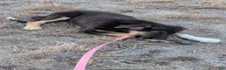 Mixed Breed dogs for sale: Mixed Breed 1 - Ad 3