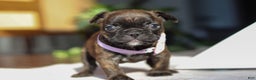 French Bulldog dogs for sale: Shiloh - Ad 7