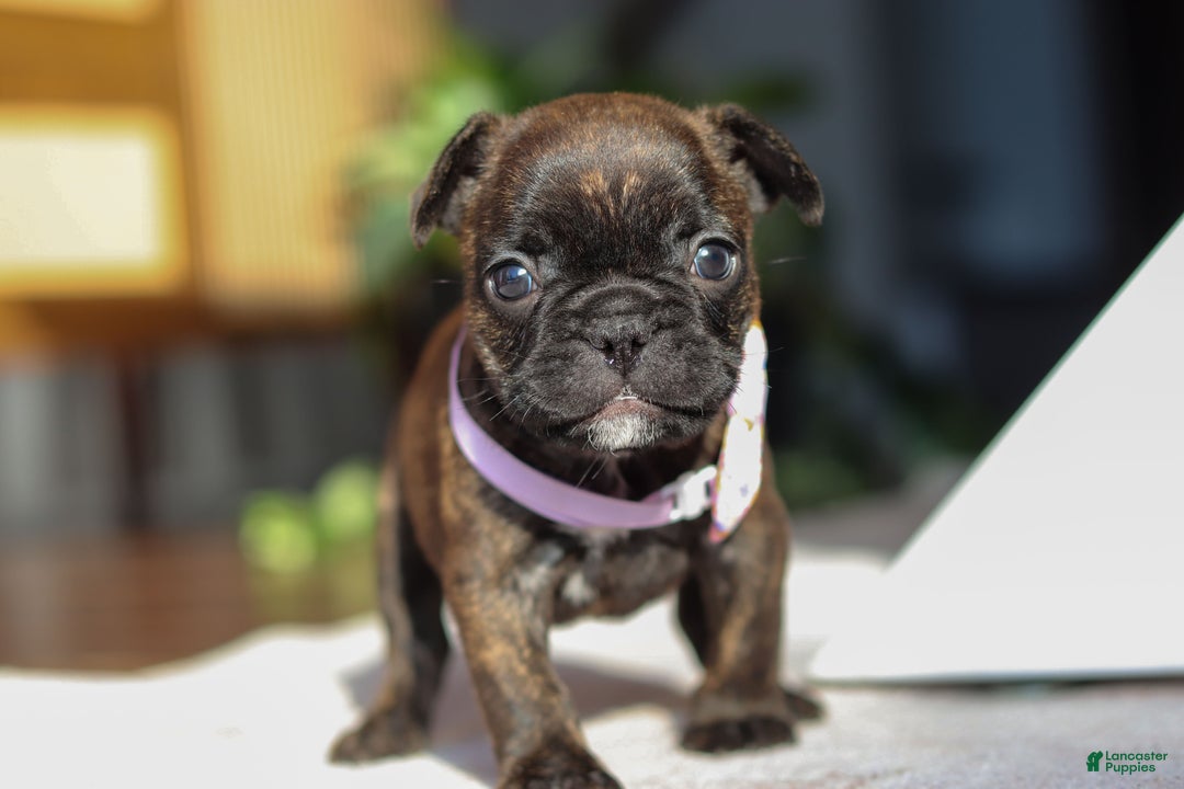 French Bulldog dogs for sale: Shiloh - Ad 7