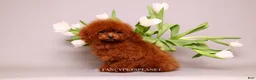 Toy Poodle dogs for sale: Darling  - Ad 5