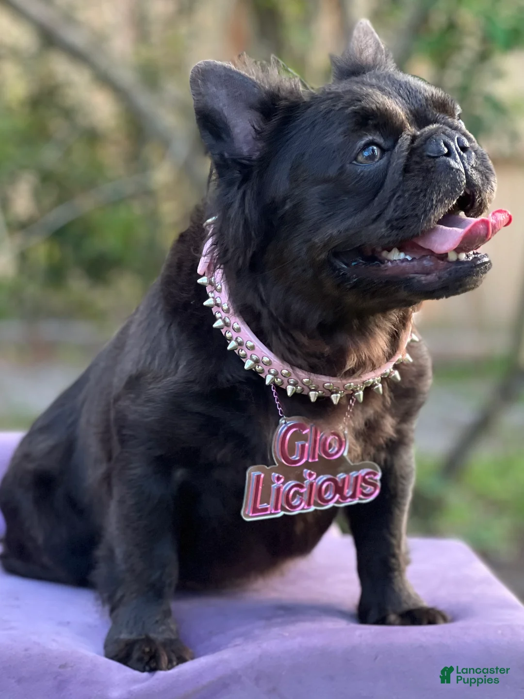 French Bulldog dogs for sale: Miss Glitz - Ad 6