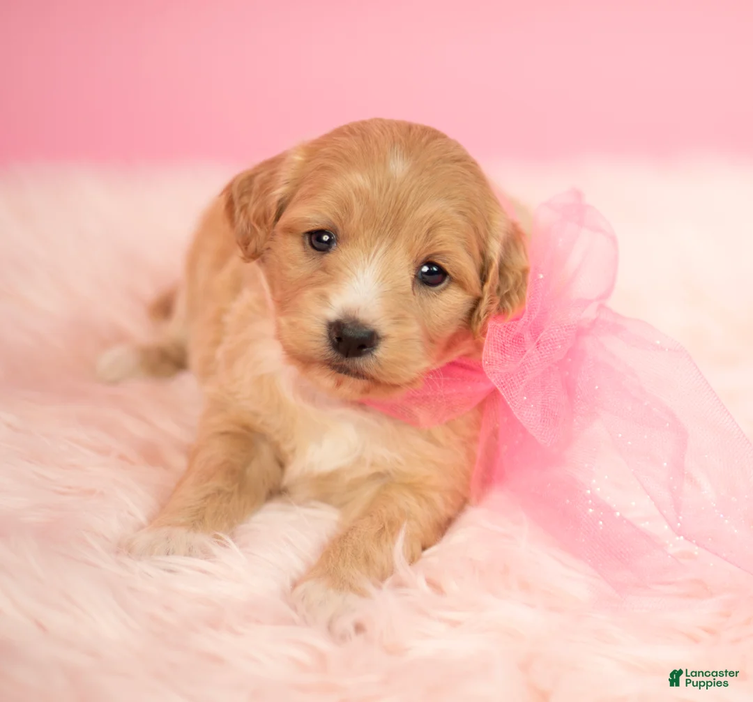 Maltipoo dogs for sale: Bella - Ad 4