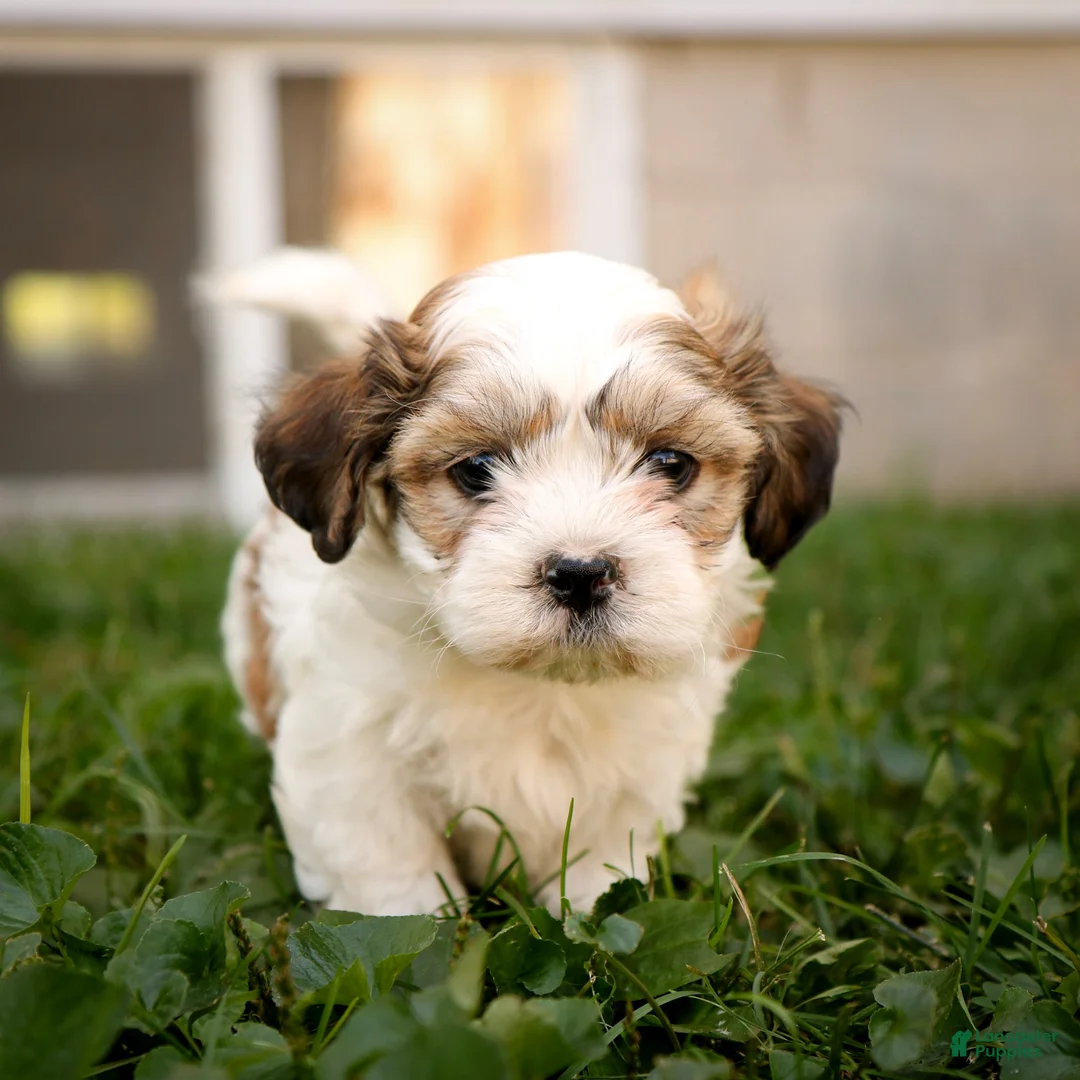 Teddy Bear dogs for sale: Victor - Ad 1