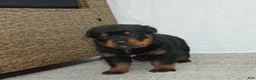 Rottweiler dogs for sale: Lily  - Ad 3