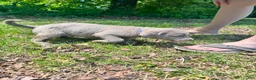Labrador Retriever dogs for sale: Blue - Ad 5