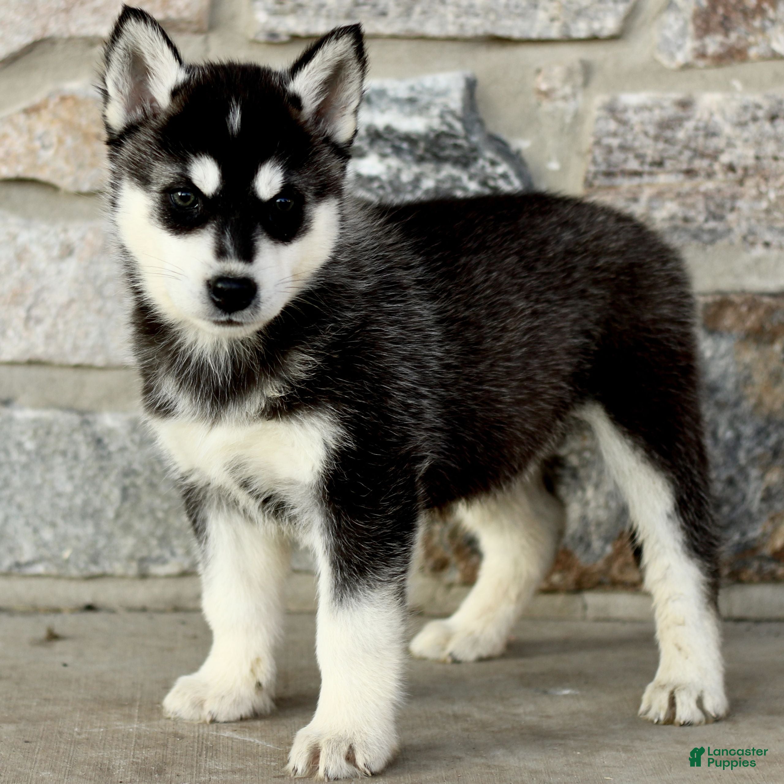 Gerberian Shepsky dogs Jaxon  - Ad 2