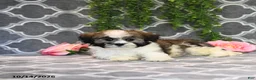 Mixed Breed dogs for sale: Dana - Ad 5