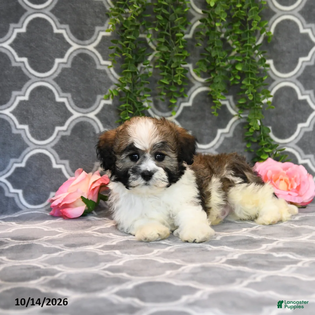 Mixed Breed dogs for sale: Dana - Ad 5