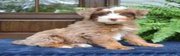 Mini Bernedoodle dogs for sale: Emrys  - Ad 3