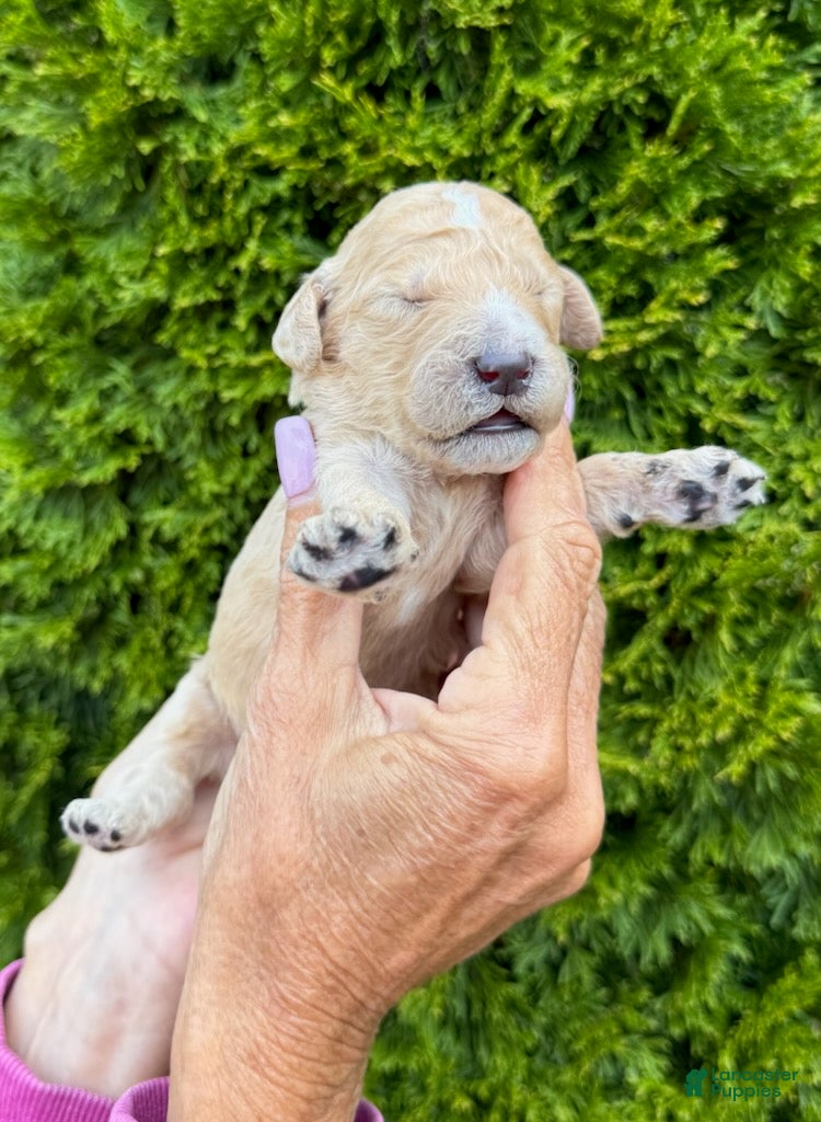 Goldendoodle dogs Green  - Ad 1