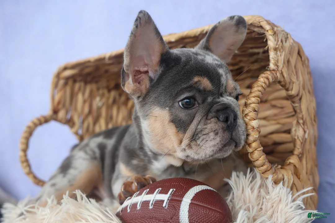 French Bulldog dogs for sale: Ike 💙 - Ad 25